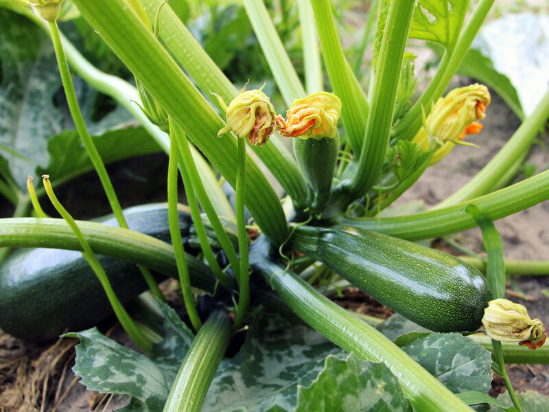Кабачки будуть великими й смачними. Секрети поливу