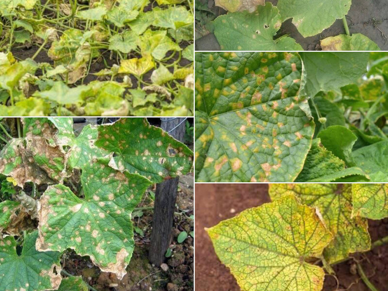 Якщо побачили на огірках жовті плями або мармуровість листя – рятуйте врожай