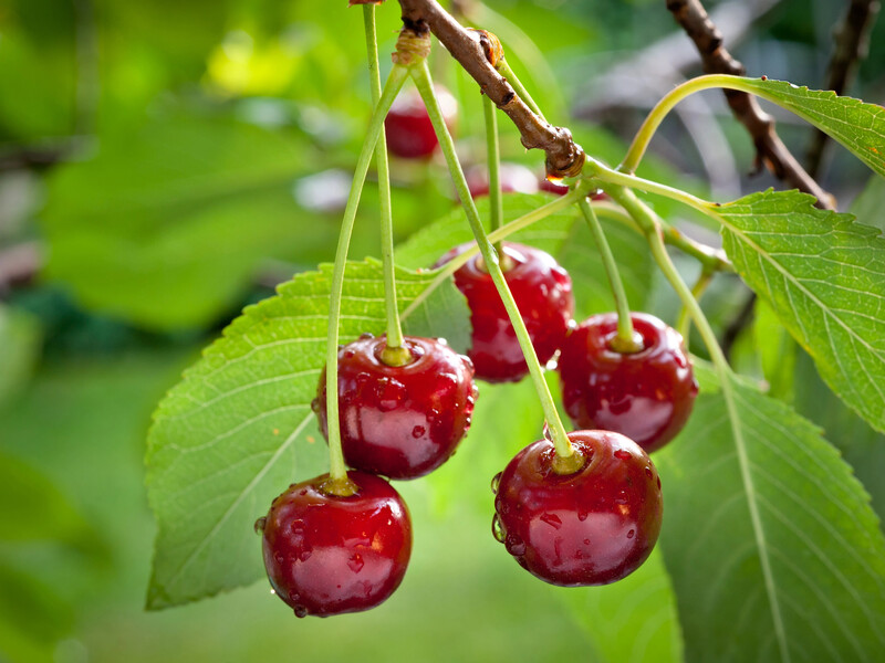 Це врятує черешню від шпаків. Екологічні перевірені методи