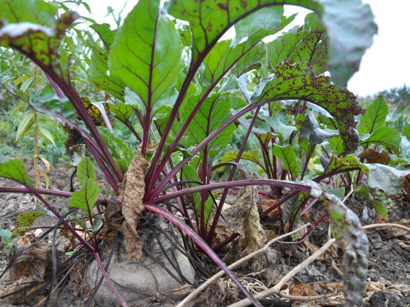 Досвідчені городники розповіли, як захистити буряки від церкоспорозу. Головне – вчасно обробити Досвідчені городники розповіли, як захистити буряки від церкоспорозу. Головне – вчасно обробити