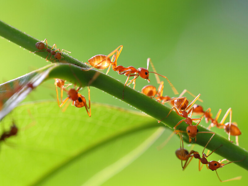 Городник позбувся мурах завдяки цій секретній приманці. Робочий рецепт, який не підведе Городник позбувся мурах завдяки цій секретній приманці. Робочий рецепт, який не підведе