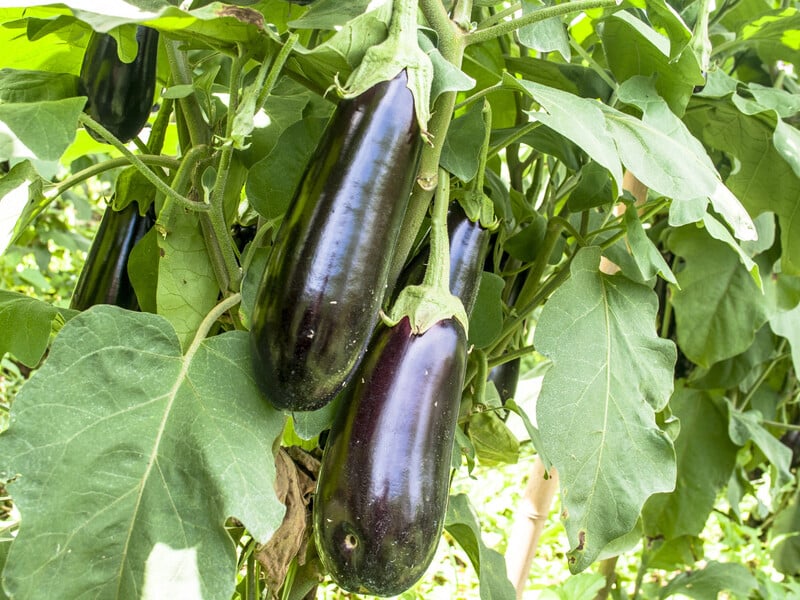 Обробіть баклажани цим фунгіцидом – і вони точно виростуть великими. Надійний спосіб