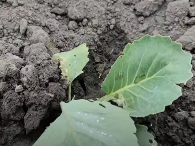 Зробіть це – і білокрилка не сяде на капусту. Городниця без хімікатів урятувала врожай від шкідників