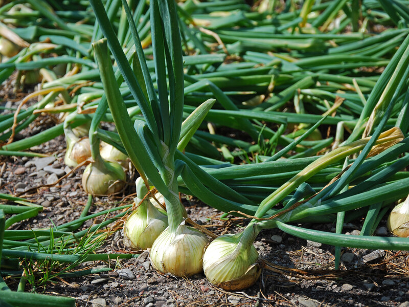 Якщо не зробите цього перед викопуванням цибулі – урожай буде поганим. Перевірена порада