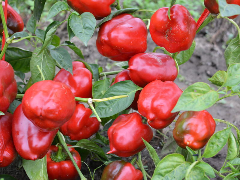 Якщо хочете отримати великі перчини – скоріше зробіть це. Перевірений спосіб