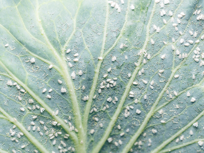 Залийте це гарячою водою – і засіб від білокрилки буде готовий. Від шкідників не залишиться і сліду