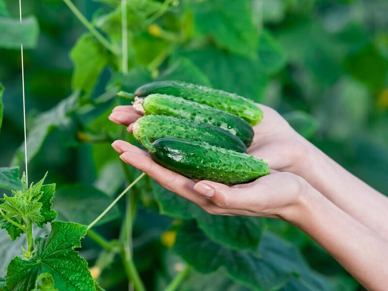 Внесіть під кущ усього дві ложки. Натуральне підживлення для молодих огірків із двох інгредієнтів