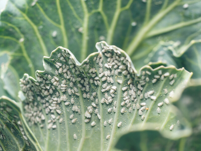 Досвідчена городниця позбулася білокрилки на капусті завдяки цьому простому методу без хімікатів