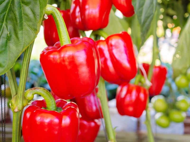 Усі сили в бадилля: як правильно сформувати перець і змусити його плодоносити
