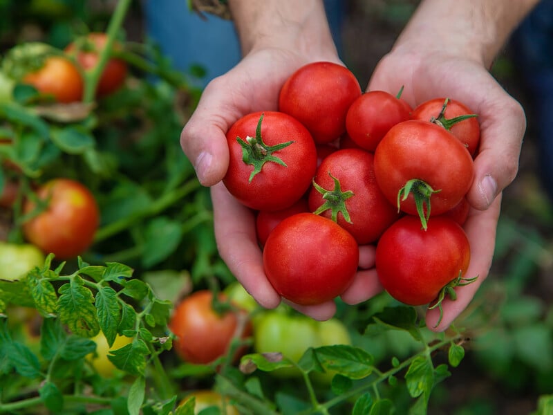 Це дасть змогу спрямувати силу куща низькорослих помідорів на дозрівання плодів. Поради городника