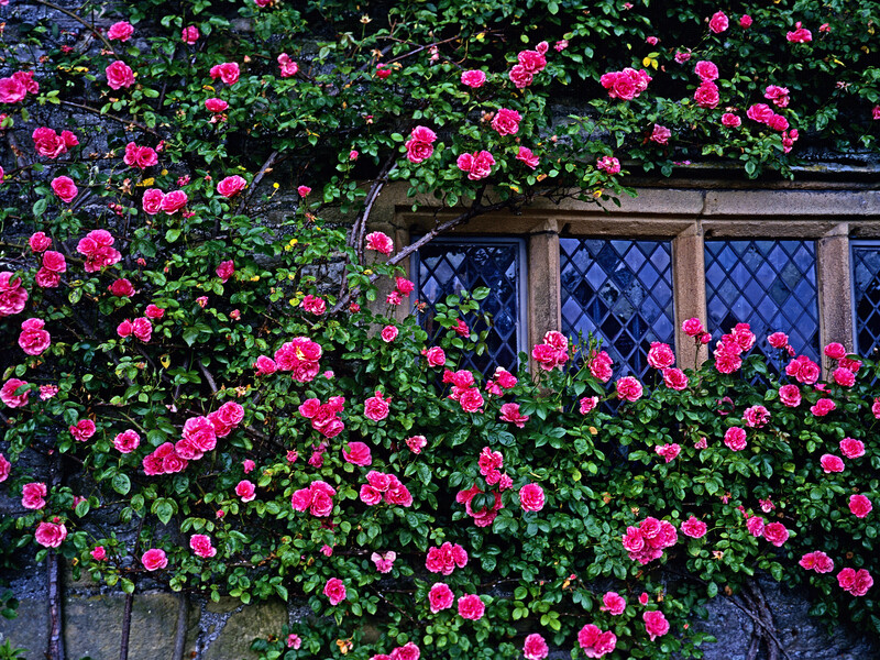 Зробіть це за три години до дощу – і шкідники оминатимуть сортові махрові троянди