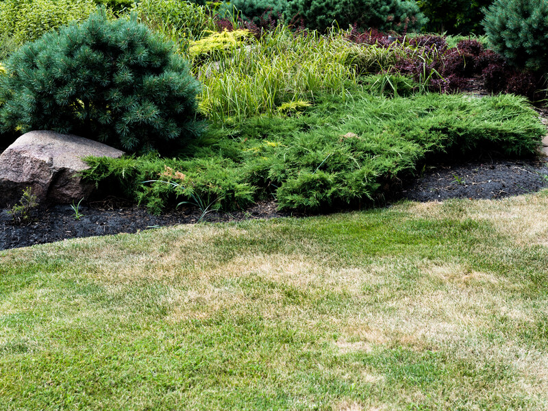 Газон не вигорить навіть у спеку. Проста порада захистить траву від жовтизни