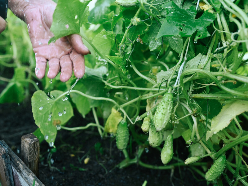 Це знищить урожай огірків. П'ять помилок, через які гинуть навіть найкращі сорти