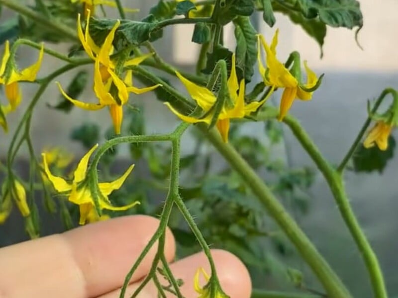 Досвідчені городники щоранку роблять це зі стеблами томатів – і восени збирають щедрий урожай