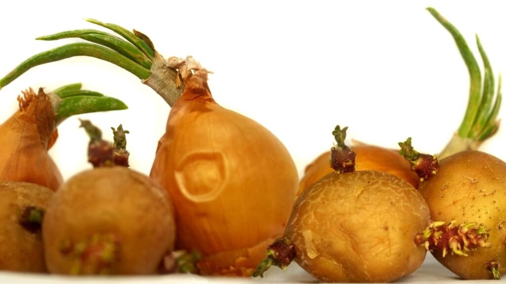 Чи можна їсти пророслу картоплю, цибулю і часник: відповідь експерта