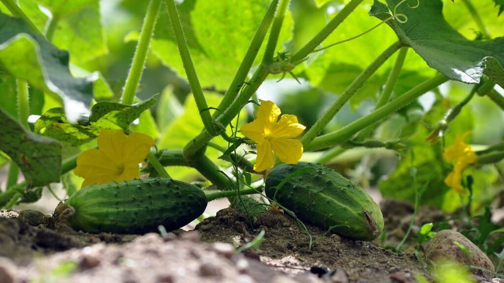 Коли поливати огірки – уранці чи ввечері: поради для рясного урожаю