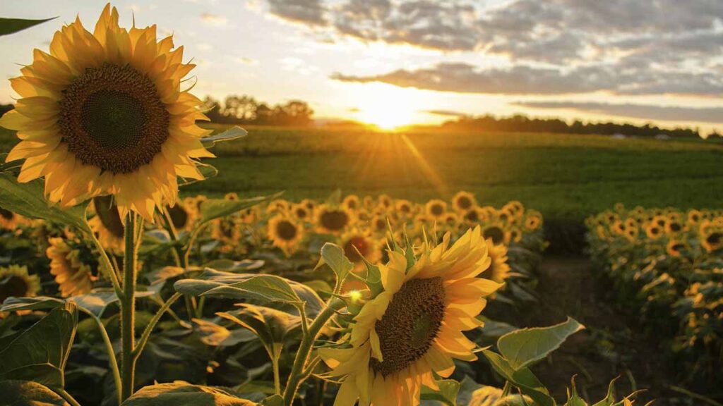 Перший день літа: яскраві картинки-привітання з 1 червня