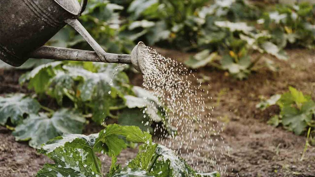 Посівний календар на червень 2025: як не проґавити врожайні дні