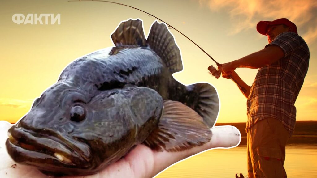 Риба ротан: чи можна їсти і як правильно її готувати Риба ротан: чи можна їсти і як правильно її готувати