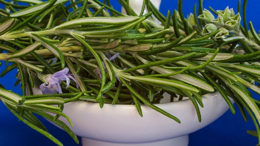 Розмарин проти Альцгеймера: вчені відкрили нові властивості рослини