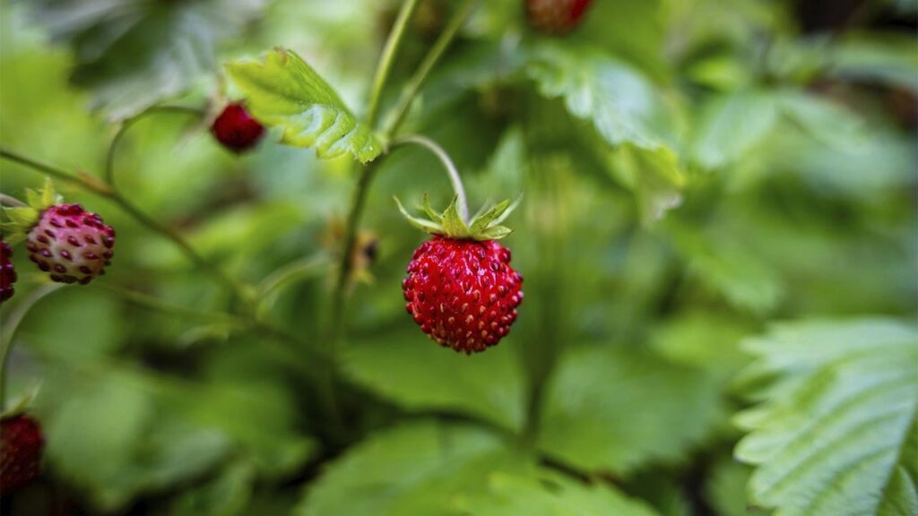 Яке свято 11 червня 2025 та кому заборонено сваритися