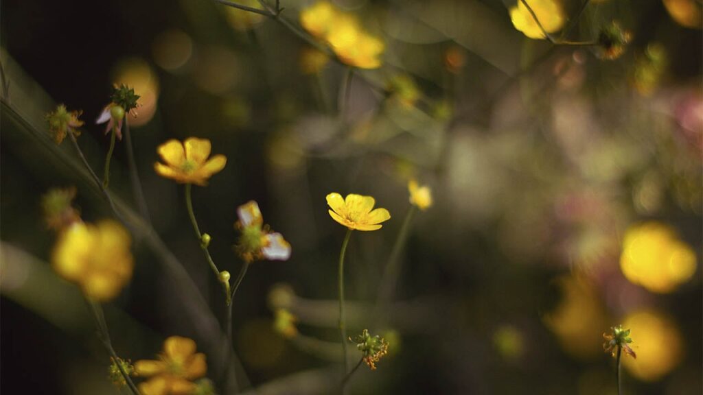 Яке свято 13 червня 2025 та чому не варто скаржитися на життя Яке свято 13 червня 2025 та чому не варто скаржитися на життя