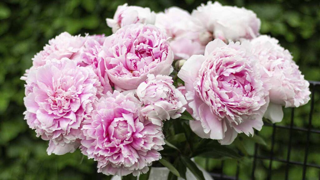 Яке свято 3 червня 2025 та чому не варто ображатися на інших