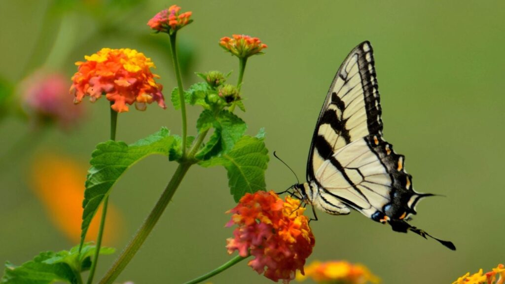 Яке свято 10 червня 2025 та чому не слід приймати подарунки від незнайомців