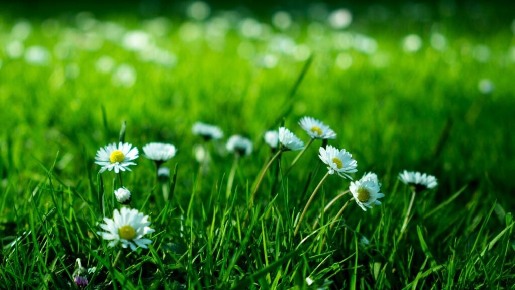 Яке свято 14 червня 2025 та чому дівчата цього дня сиділи вдома