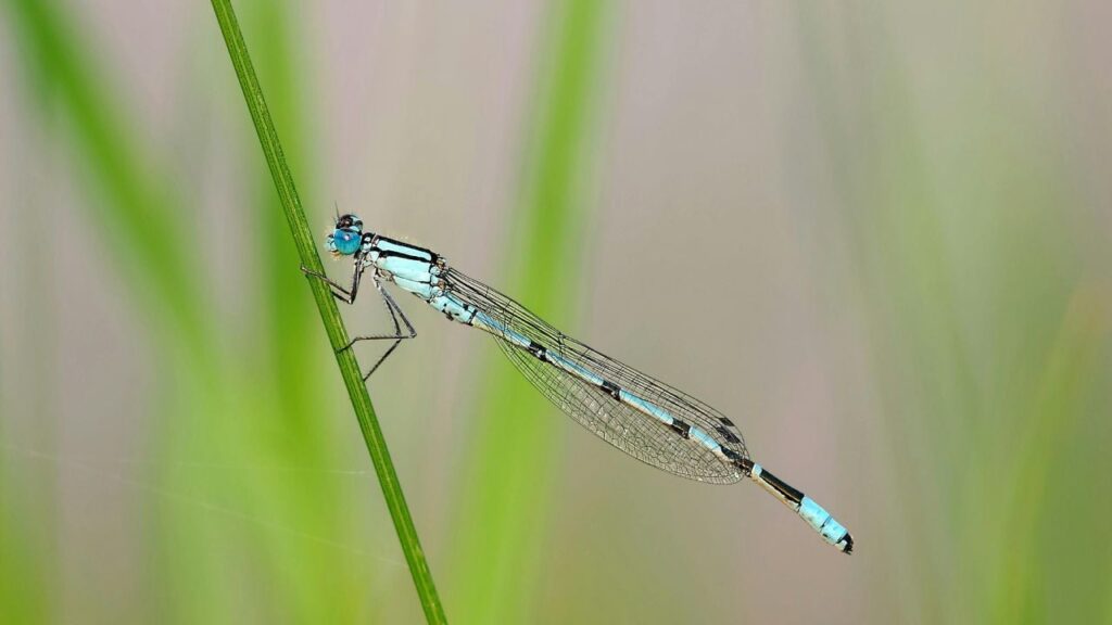 Яке свято 4 червня 2025 та чому давні українці не купалися у річці цього дня