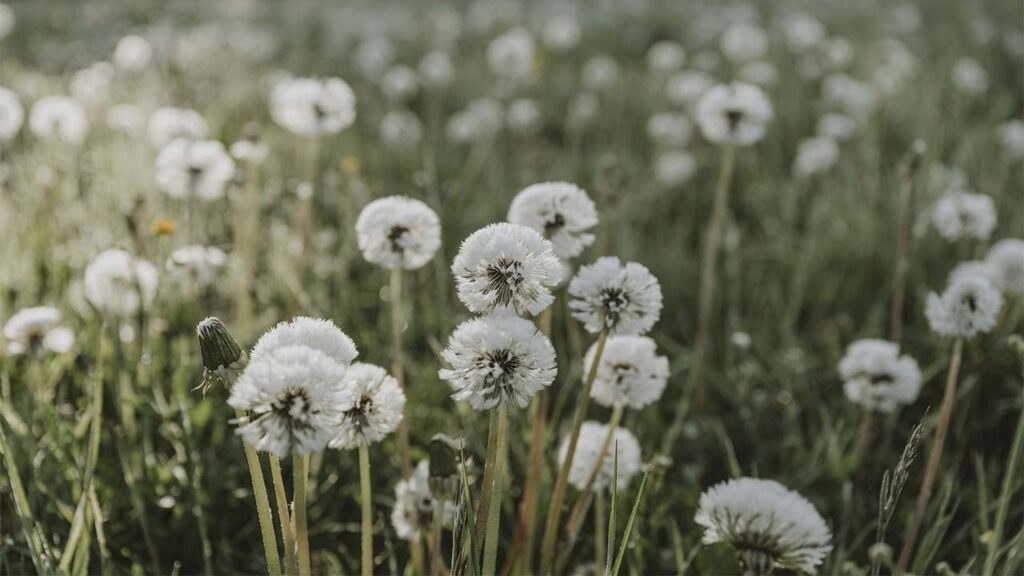 Яке свято 5 червня 2025 та чому краще відкласти домашні справи