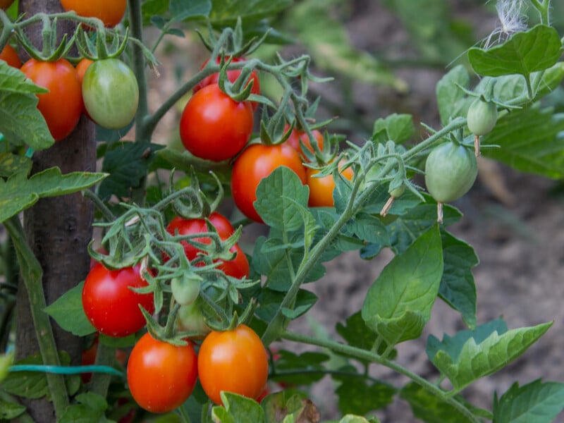 Внесіть це під томати в липні, інакше вони виростуть блідими й позбавленими смаку