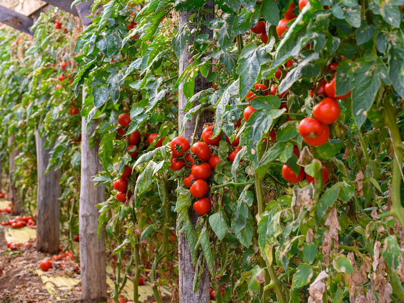 У спеку підживіть цим рослини – і врятуєте врожай. Секретний метод, який не підведе