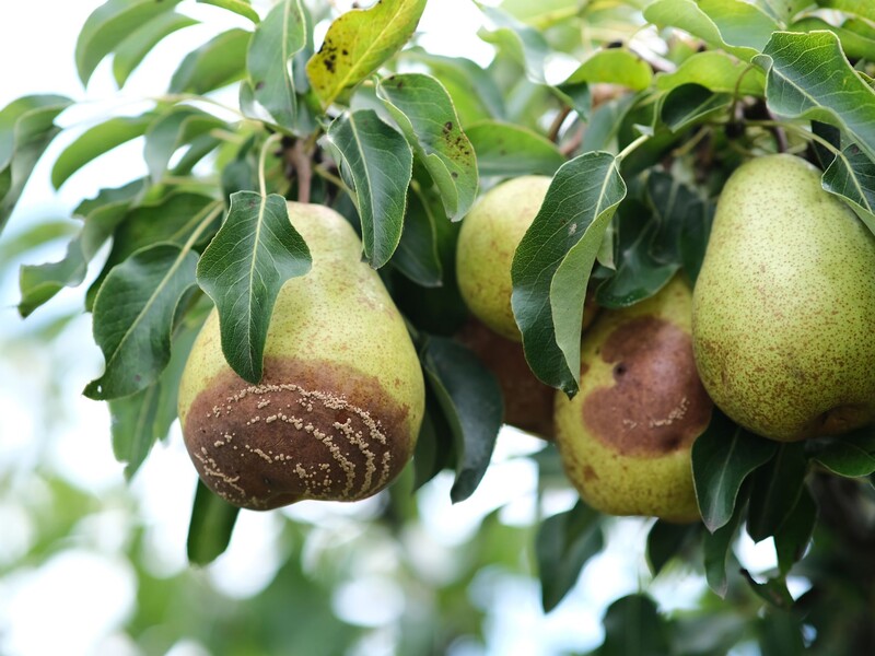 Зробіть це в липні, щоб не втратити врожаю. Садівниця розповіла, як захистити сад від моніліозу