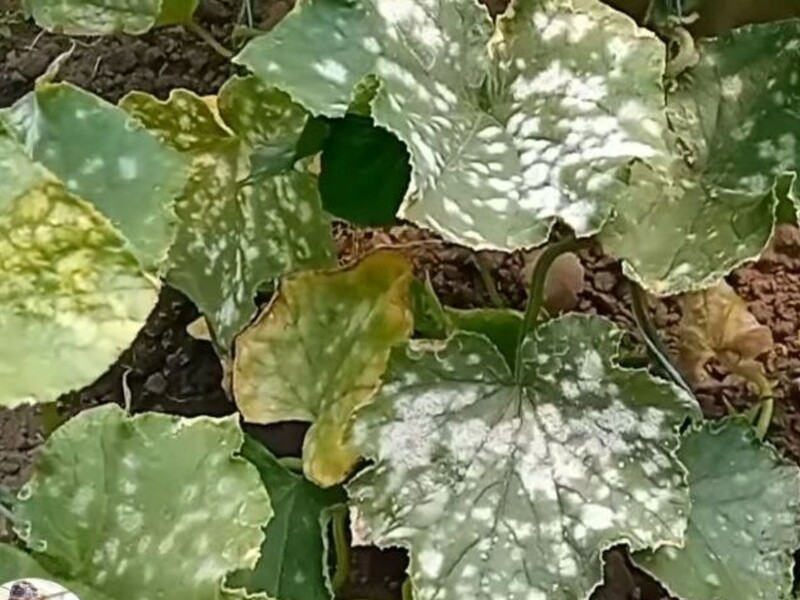 Якщо помітили борошнисту росу, негайно зробіть це – і огірків вродить дуже багато. Надійний спосіб