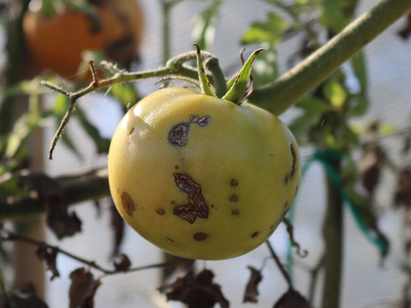 Якщо помітили такі плями на помідорах – обробіть цим, бо втратите врожай. Надійний метод
