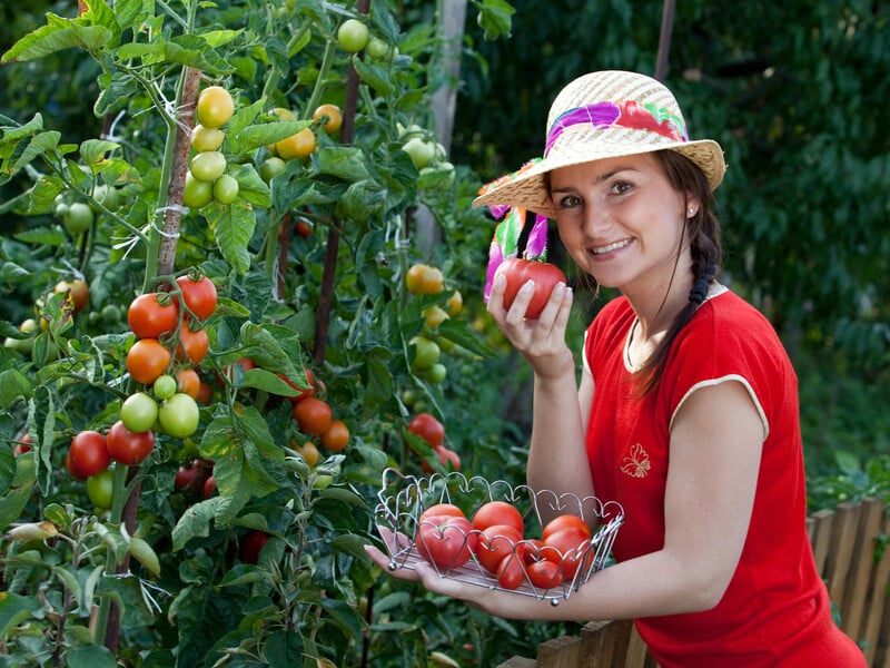 Сенсаційний розчин із харчових продуктів знищить усіх шкідників на городі Сенсаційний розчин із харчових продуктів знищить усіх шкідників на городі