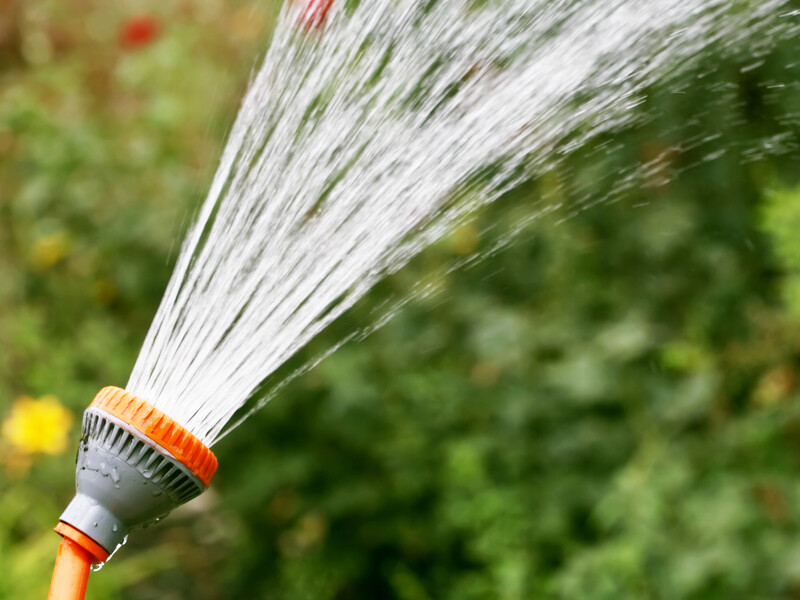 Досвідчені городники розповіли три секрети поливання рослин у спеку. Робіть так само – і збережете врожай