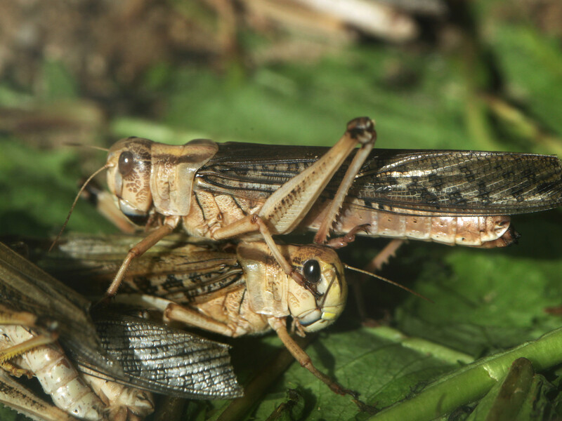 За кілька годин знищує урожай площею з сотню футбольних полів. Що таке сарана й чому вона небезпечна