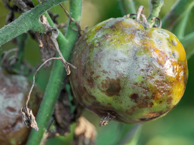 Якщо з'явилася верхівкова гниль, обробіть цим – і томати виростуть гарними. Перевірений спосіб