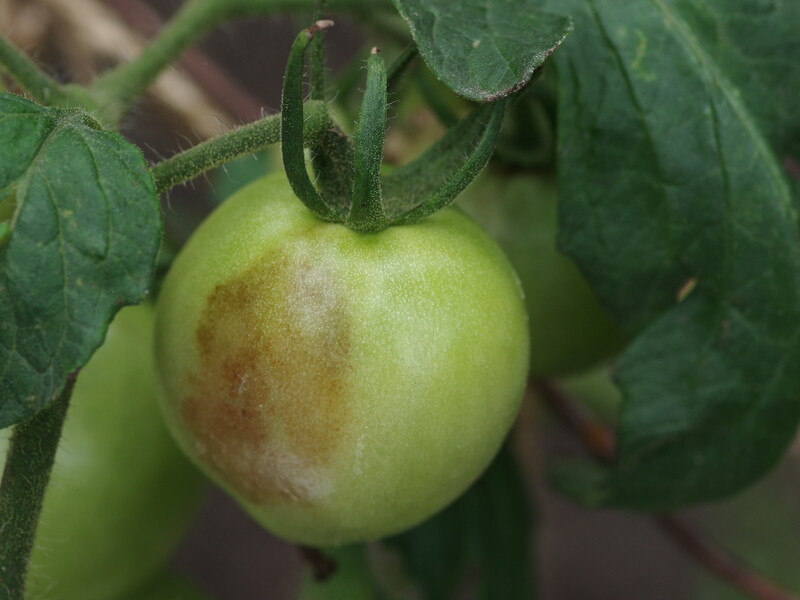 Урятувати томати від вершинної гнилі допоможе це підживлення. Городники розповіли, як правильно вносити
