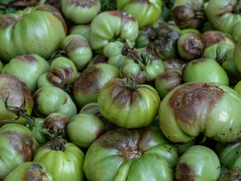 Чи можна запобігти появі верхівкової гнилі у спеку – це найдієвіший спосіб