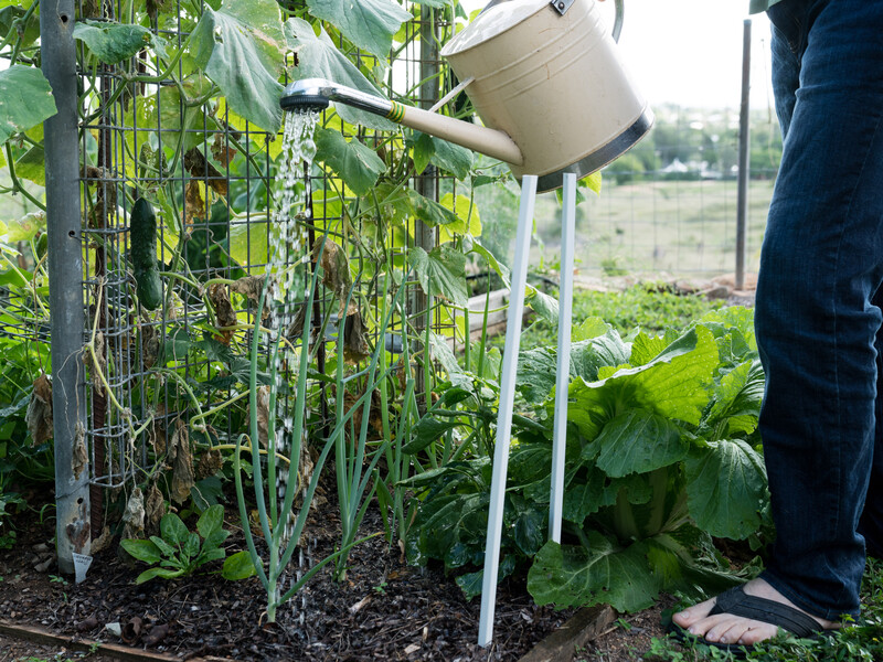 Якщо поливаєте огірки по-іншому – це помилка. Досвідчені городники назвали точні пропорції води
