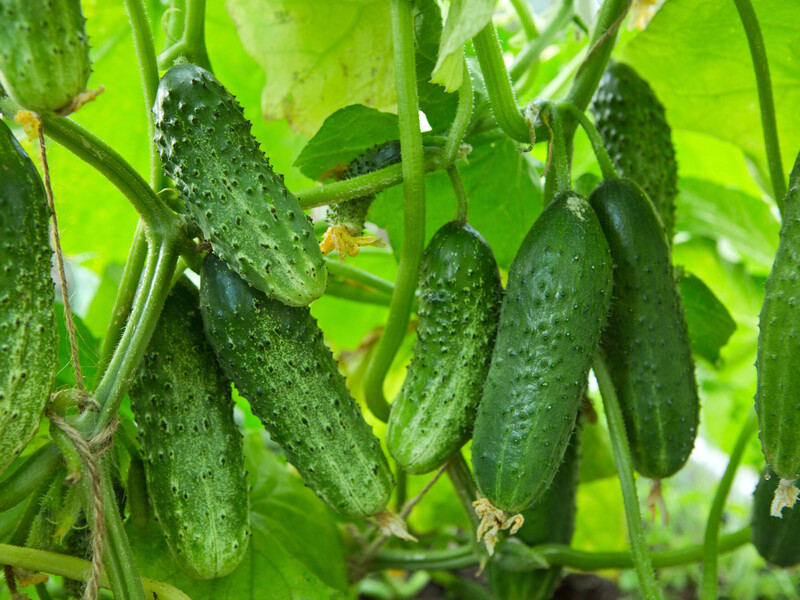 Скористайтеся цими трьома добривами – й огірки швидко виростуть великими. Перевірений спосіб
