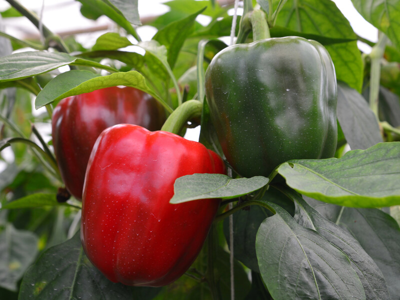 Величезні солодкі перці можна буде збирати відрами. Тепла вода й це добриво творять дива
