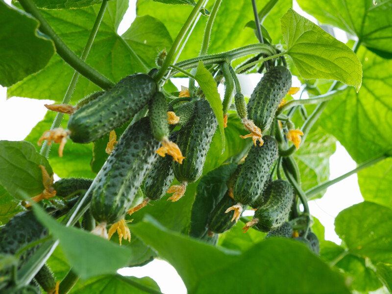 Якщо огірки квітнуть, але плоди не зав'язуються – швидше зробіть це. Надійний спосіб