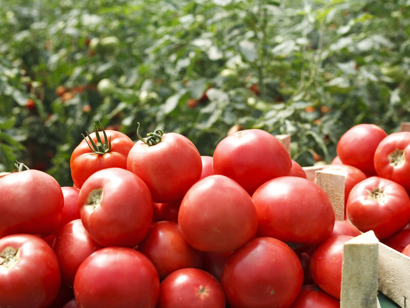 Щойно з'являться плоди помідорів, одразу додайте це – і їхній розмір перевершить очікування