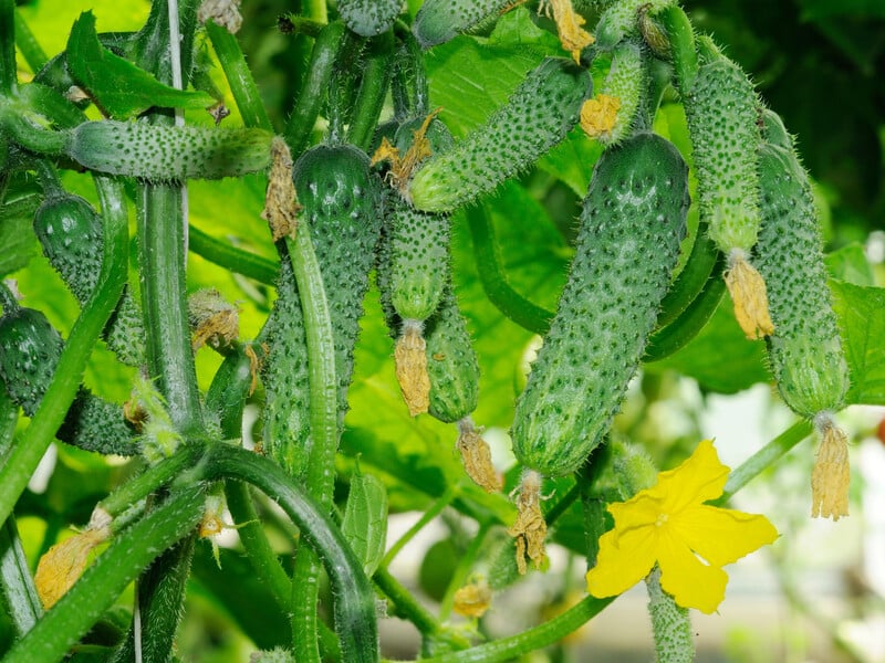Без цього підживлення на огірках посипляться всі зав'язі. Спосіб, який неймовірно збільшить врожай