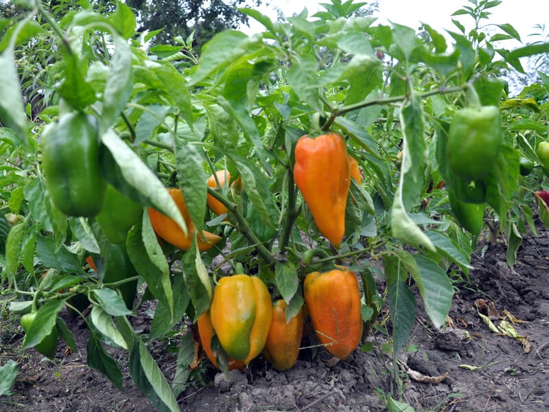 Щоб перець нарешті дав плоди, обов’язково полийте його цим. Надійний спосіб