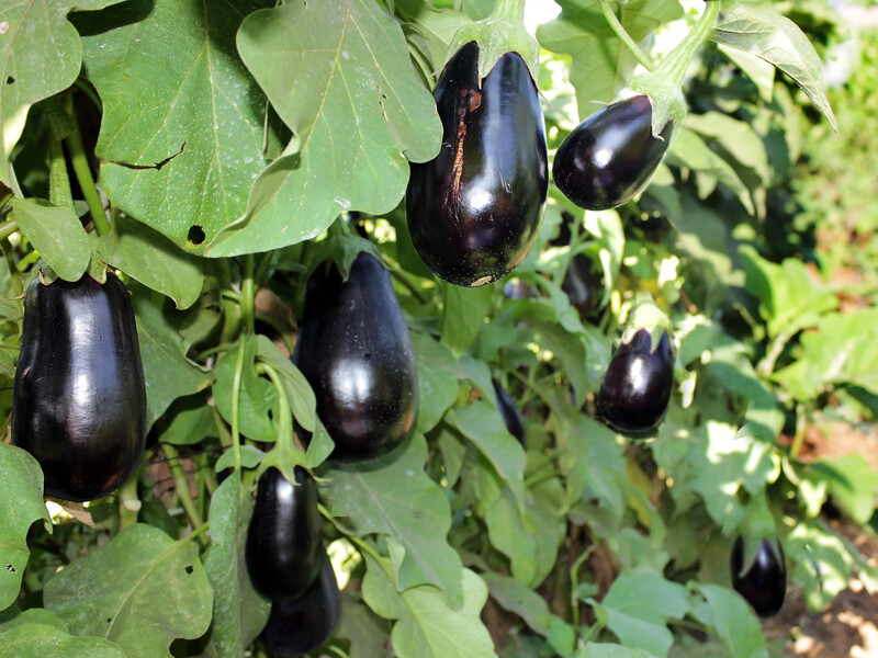 Без цієї підживки баклажани повільно ростимуть і дадуть поганий урожай. Назва дієвого препарату